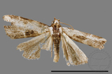 ǦW:Neustrotia noloides