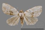 ǦW:Neustrotia noloides