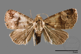 ǦW:Ozarba brunnea