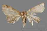 ǦW:Aventiola sp.