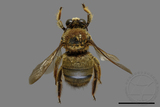 ǦW:Xylocopa collaris sauteri