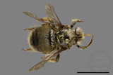 ǦW:Xylocopa collaris sauteri