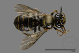 ǦW:Ceratina sp.