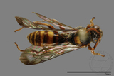 ǦW:Nomada sp.