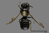 ǦW:Ceratina sp.