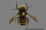 ǦW:Megachilidae sp.