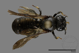 ǦW:Ceratina sp.