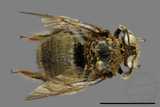 ǦW:Xylocopa collaris sauteri