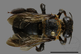 ǦW:Xylocopa collaris sauteri