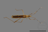 ǦW:Leptocorisa acuta