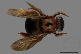 ǦW:Xylocopa ruficeps