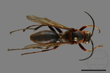 ǦW:Polistes tenebricosus