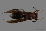 ǦW:Polistes tenebricosus