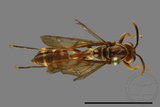 ǦW:Parapolybia varia