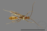 ǦW:Formicidae sp.