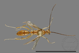 ǦW:Formicidae sp.