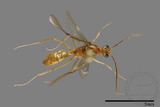 ǦW:Formicidae sp.