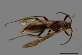 ǦW:Polistes tenebricosus