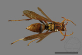 ǦW:Polistes formosanus