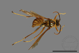 ǦW:Polistes formosanus