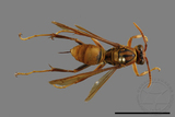 ǦW:Polistes formosanus