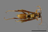 ǦW:Polistes formosanus