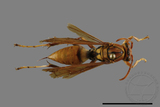 ǦW:Polistes formosanus