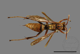 ǦW:Polistes formosanus