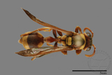 ǦW:Ropalidia fasciata