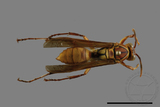 ǦW:Polistes formosanus