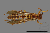 ǦW:Parapolybia varia