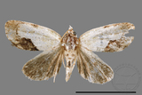 ǦW:Acontia sp.