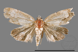 ǦW:Acontia sp.