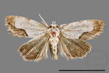 ǦW:Acontia sp.