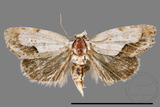 ǦW:Acontia sp.