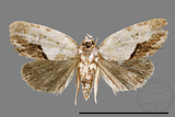 ǦW:Acontia sp.