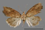 ǦW:Hypercodia rubritincta