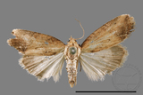 ǦW:Hypercodia rubritincta