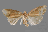 ǦW:Hypercodia rubritincta