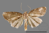 ǦW:Hypercodia rubritincta