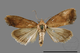 ǦW:Hypercodia rubritincta