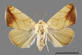 ǦW:Xanthodes transversa