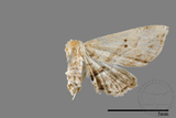 ǦW:Hypenagonia bipuncta