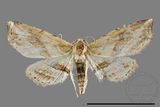 ǦW:Hypenagonia obliquifascia