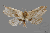 ǦW:Hypenagonia obliquifascia