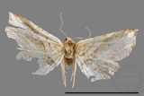 ǦW:Hypenagonia obliquifascia