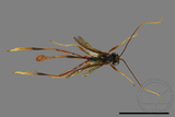 ǦW:Ichneumonidae sp.