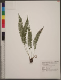 Polystichum hancockii (Hance) Diels տ