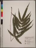 Pteris scabristipes Tagawa `