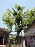 名稱:中嵙庒東崎老樟樹